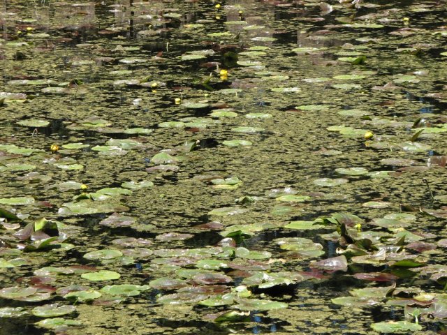 Lily Pond
